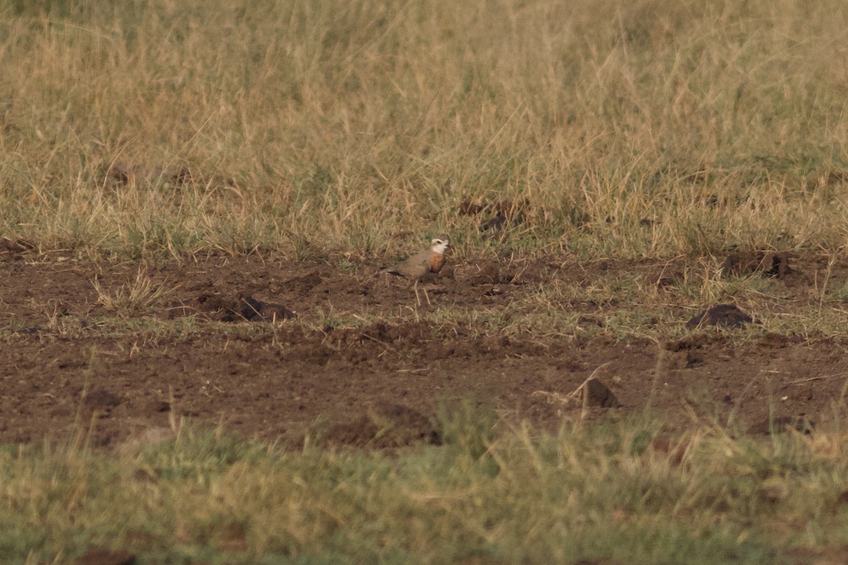 Caspian Plover - ML550977311