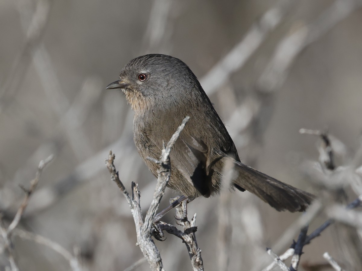 Wrentit - Mats  Wallin