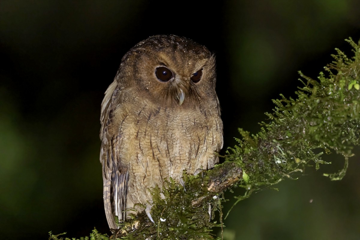 Rufescent Screech-Owl (Colombian) - ML550978971