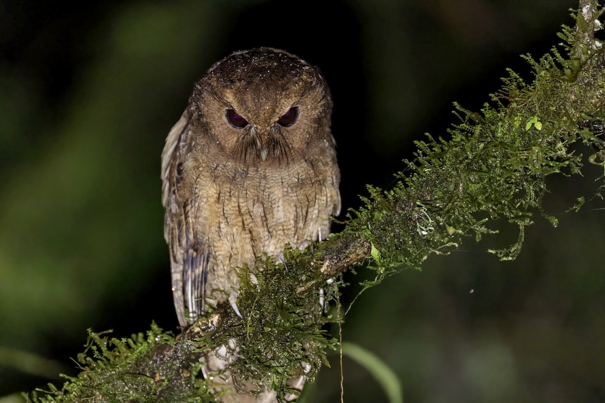 Rufescent Screech-Owl (Colombian) - ML550978981