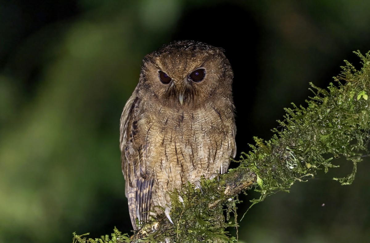 Rufescent Screech-Owl (Colombian) - ML550978991