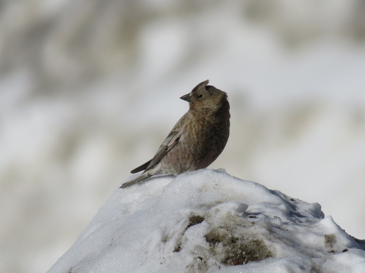 Brown-capped Rosy-Finch - ML55098101