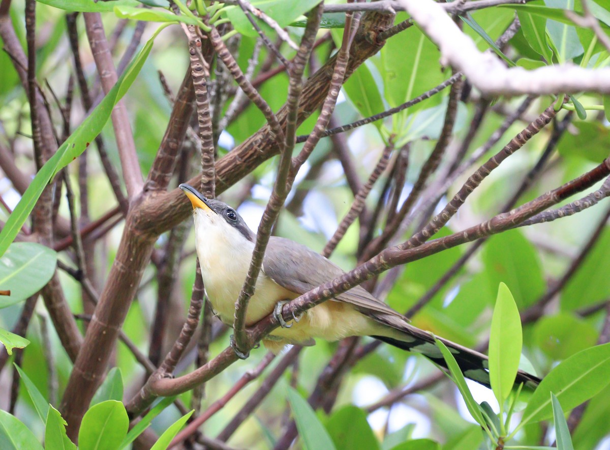 Mangrove Cuckoo - ML550982551