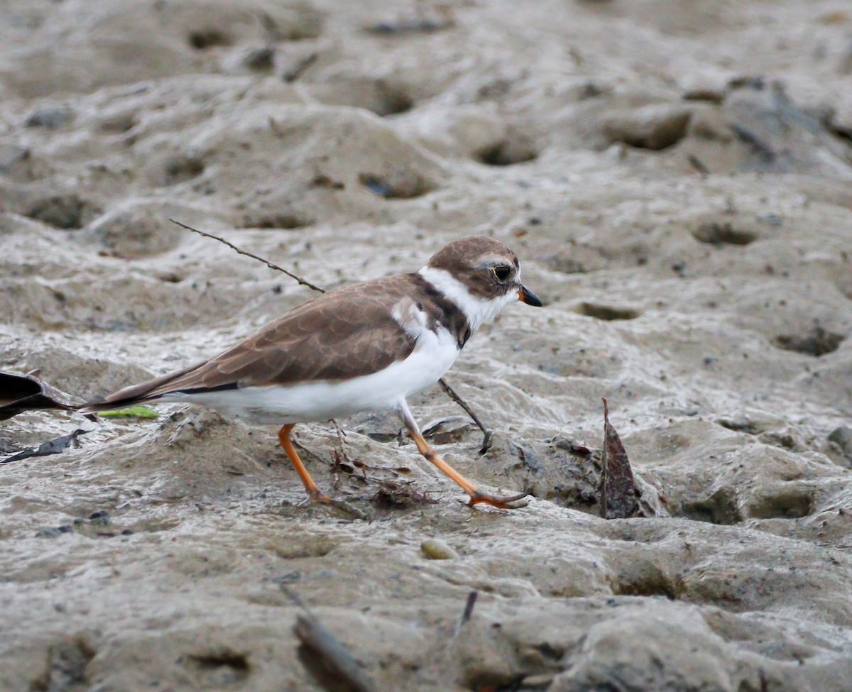 Semipalmated Plover - ML550982611