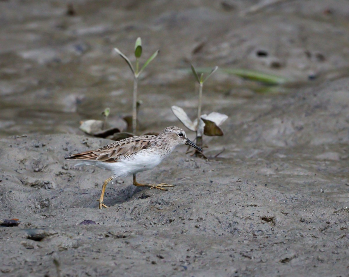 Least Sandpiper - ML550982661