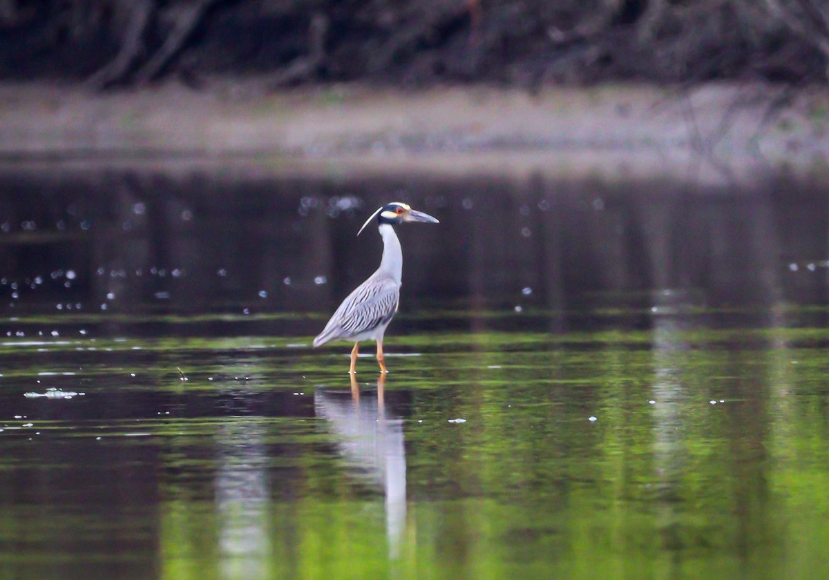 Yellow-crowned Night Heron - ML550982681