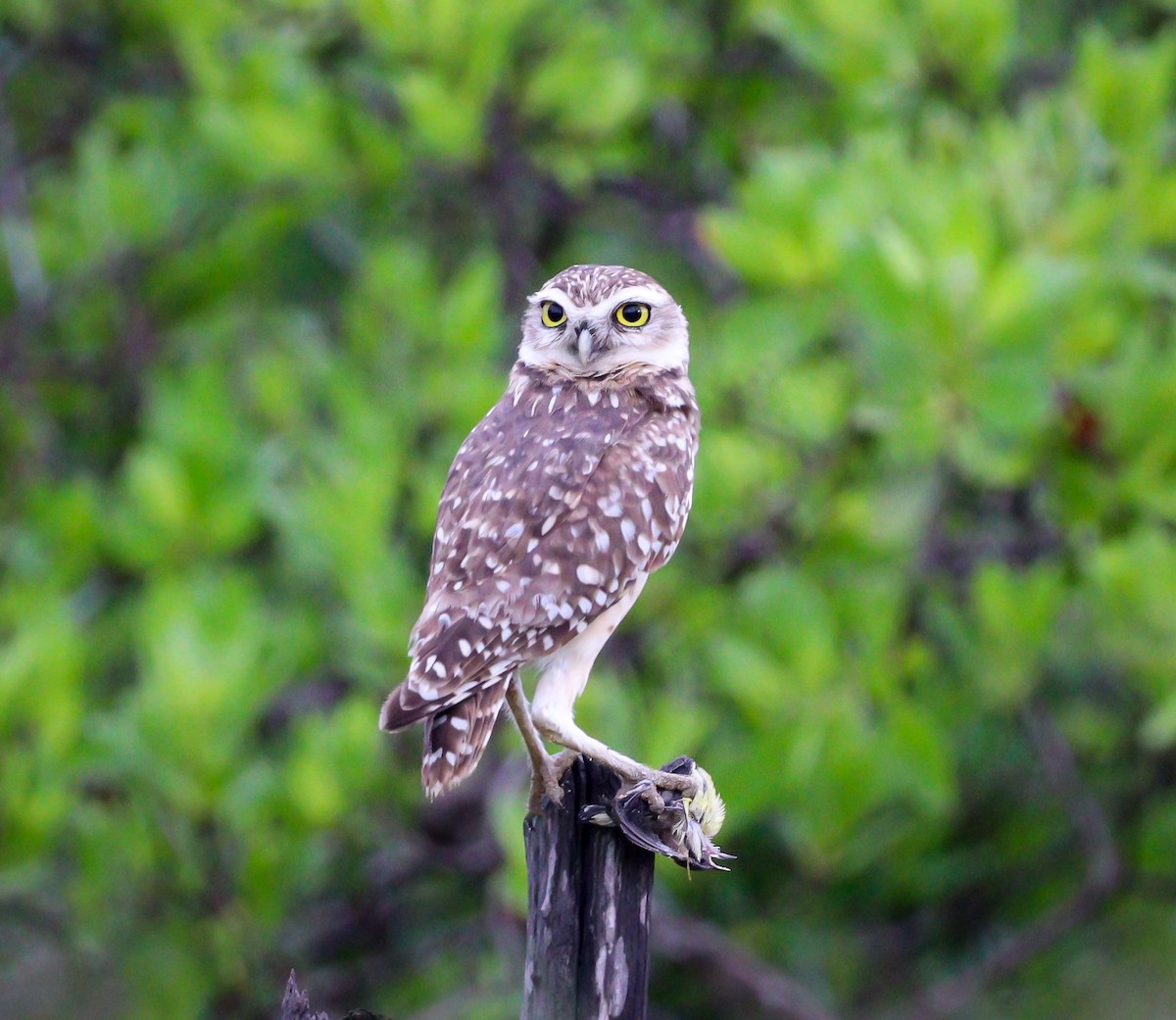 Burrowing Owl - ML550982691