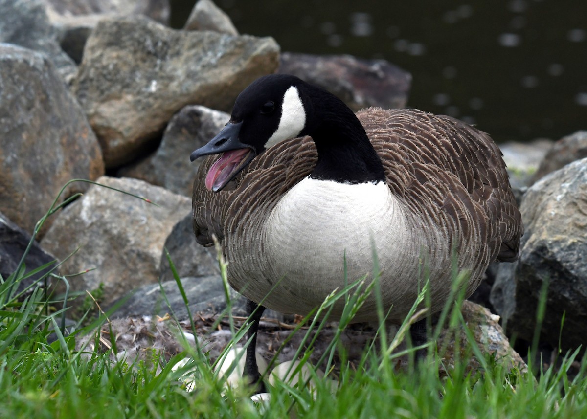 Canada Goose - ML55098271