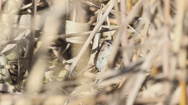 Marsh Wren - ML550982841