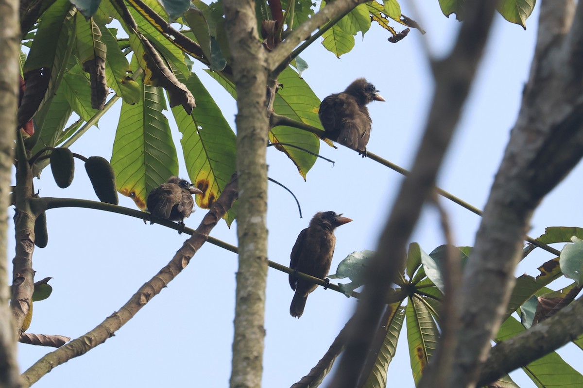 Bristle-nosed Barbet - Charley Hesse TROPICAL BIRDING