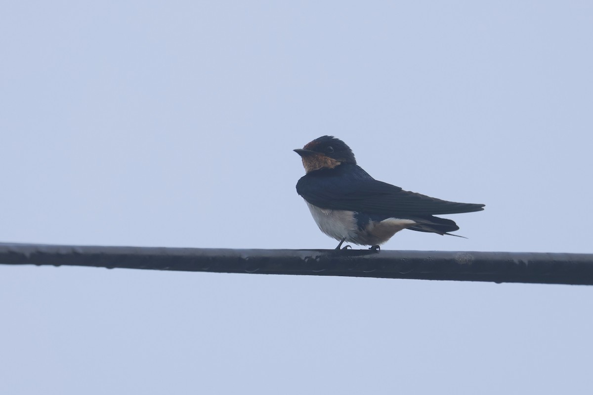Ethiopian Swallow - Charley Hesse TROPICAL BIRDING