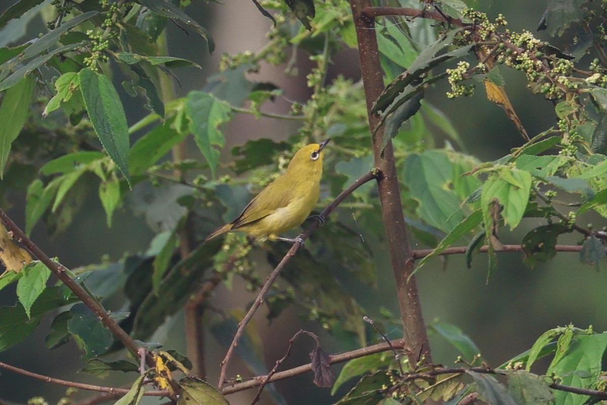 Northern Yellow White-eye (senegalensis/demeryi) - ML550983291