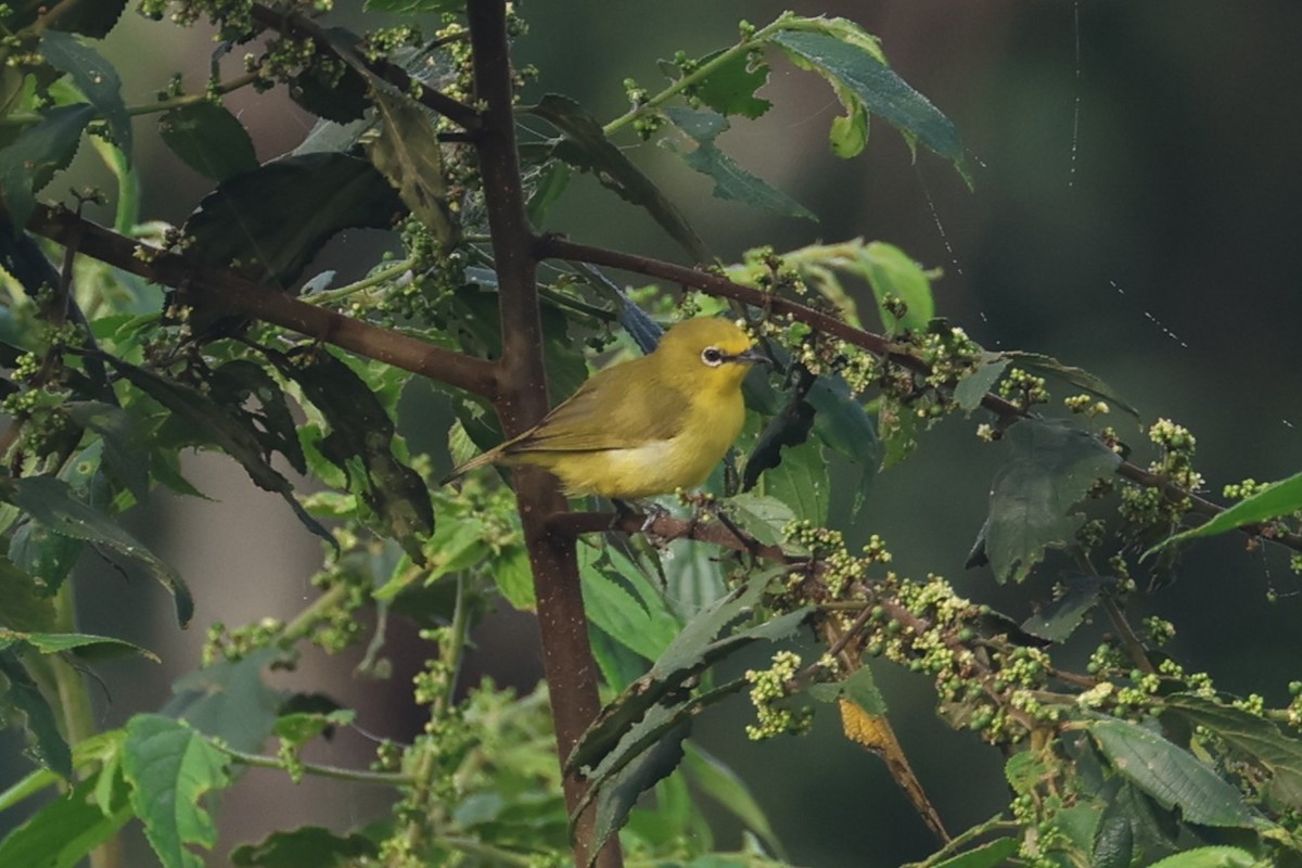 Northern Yellow White-eye (senegalensis/demeryi) - ML550983301