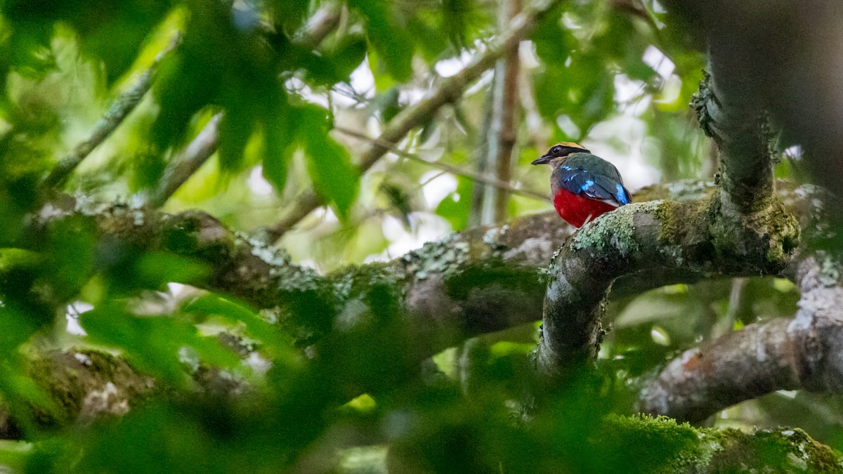 Green-breasted Pitta - Louis Bevier