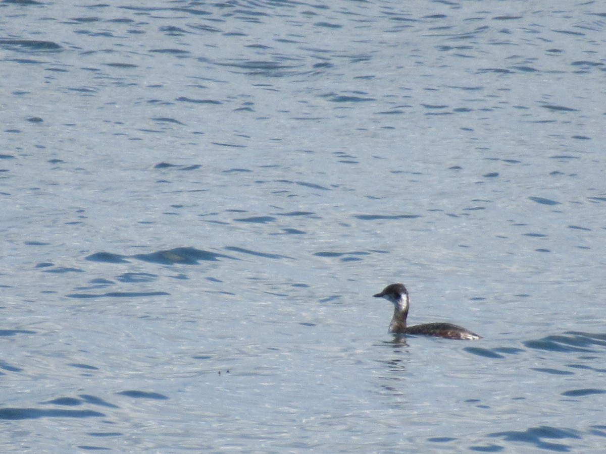 Ohrentaucher - ML550983581