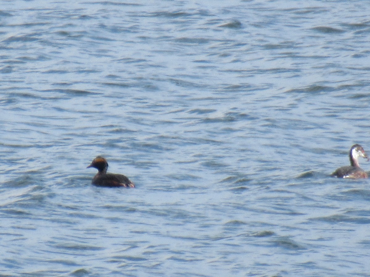 Ohrentaucher - ML550983691