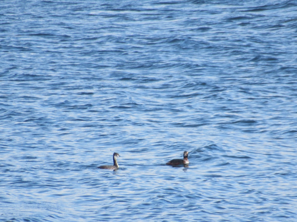 Ohrentaucher - ML550983791