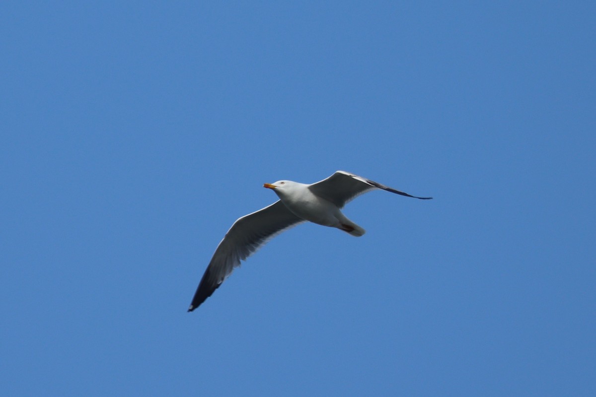 tanımsız Larus sp. - ML550984711