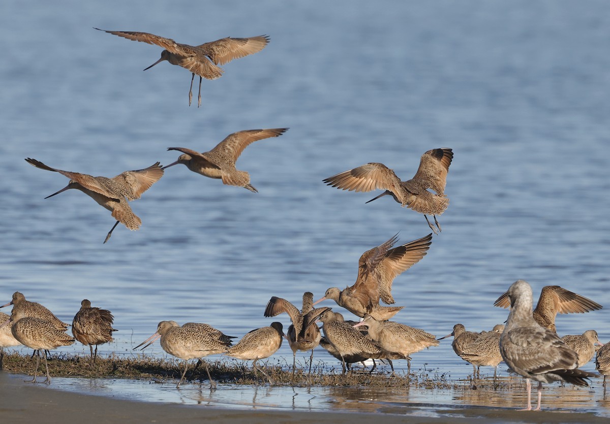 Marbled Godwit - ML550985301