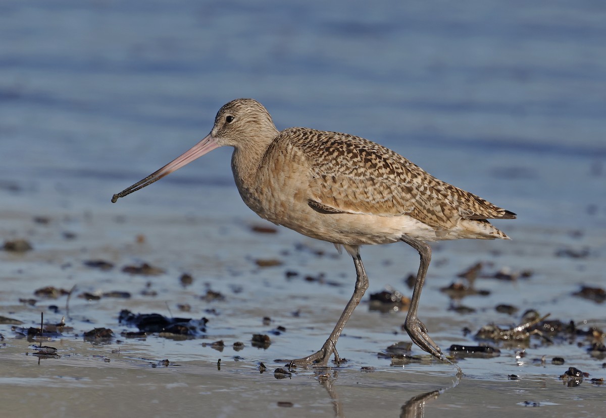 Marbled Godwit - ML550985381