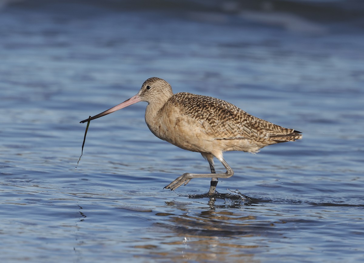 Marbled Godwit - ML550985541