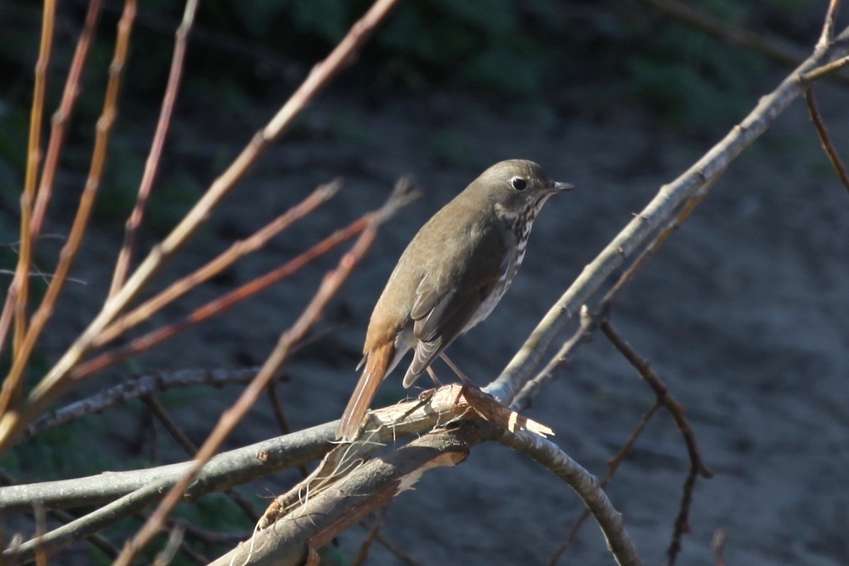 Hermit Thrush - ML55098571