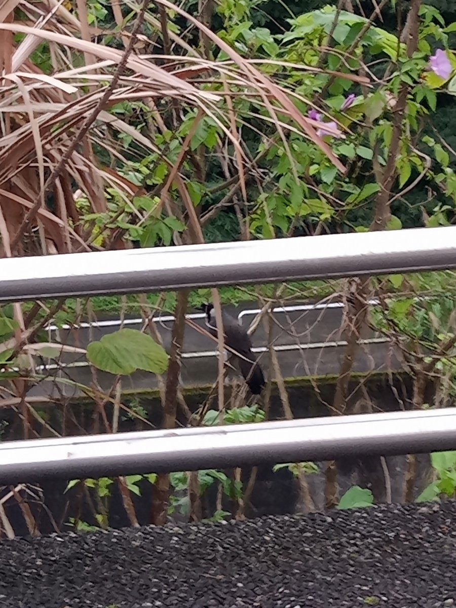 Black-throated Laughingthrush - ML550985981