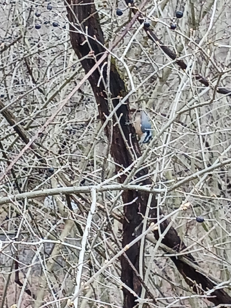 Red-breasted Nuthatch - ML550989251