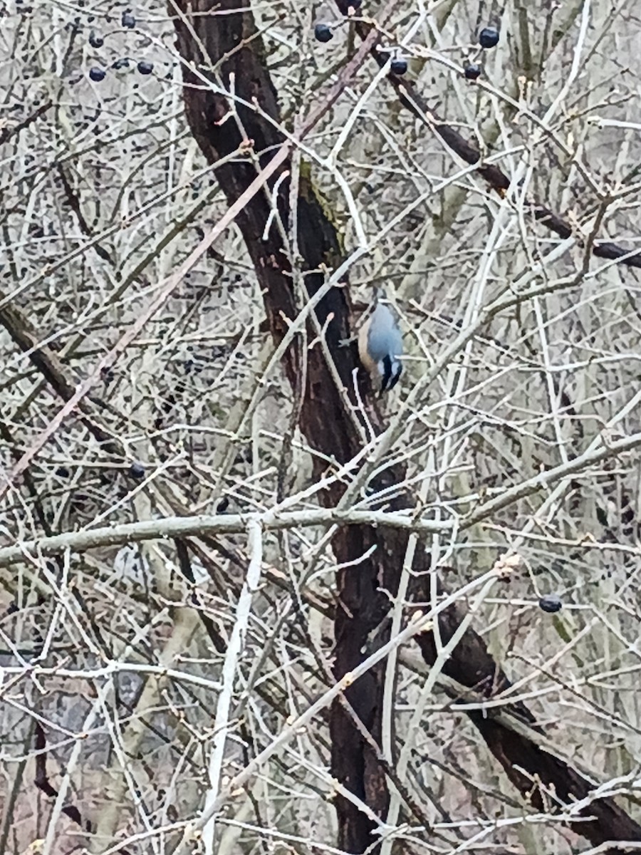 Red-breasted Nuthatch - Jody Enck