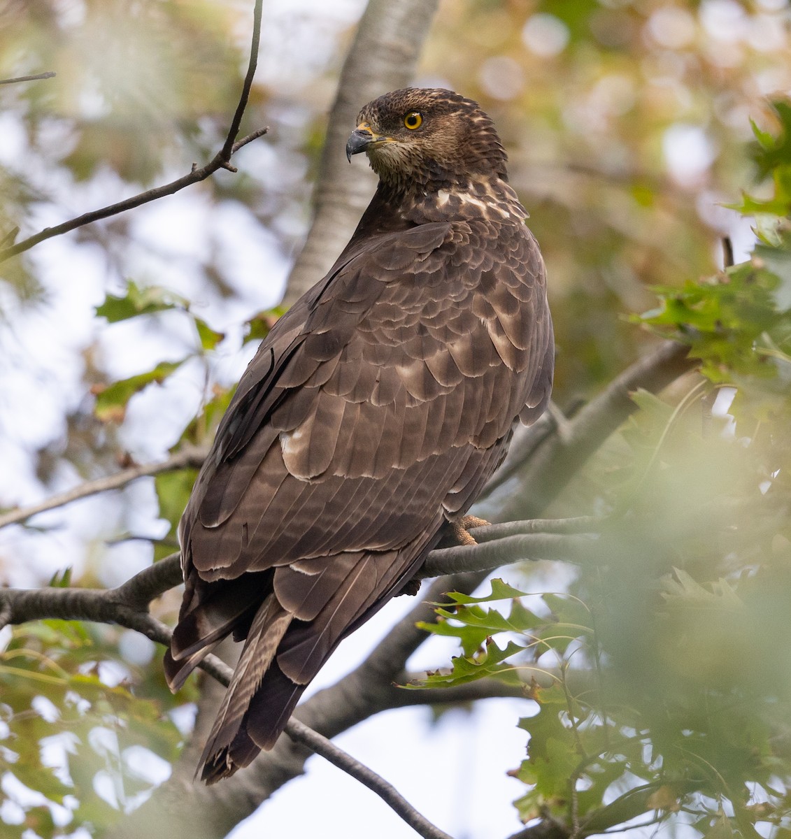 European Honey-buzzard - ML550989281