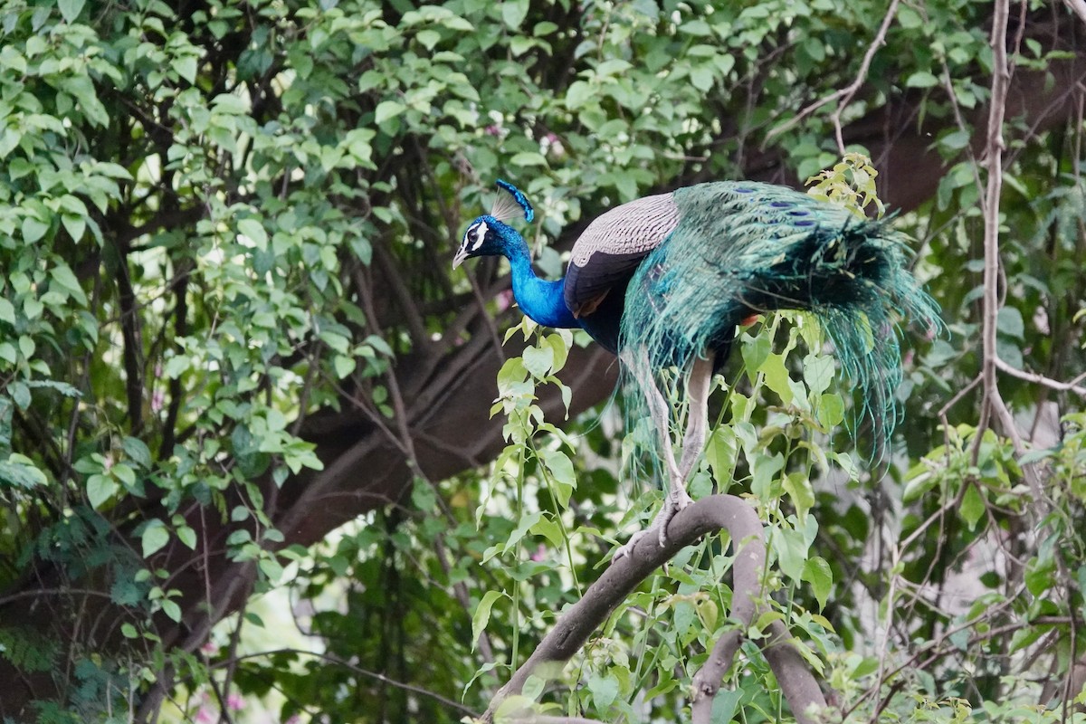 Indian Peafowl - ML550990001