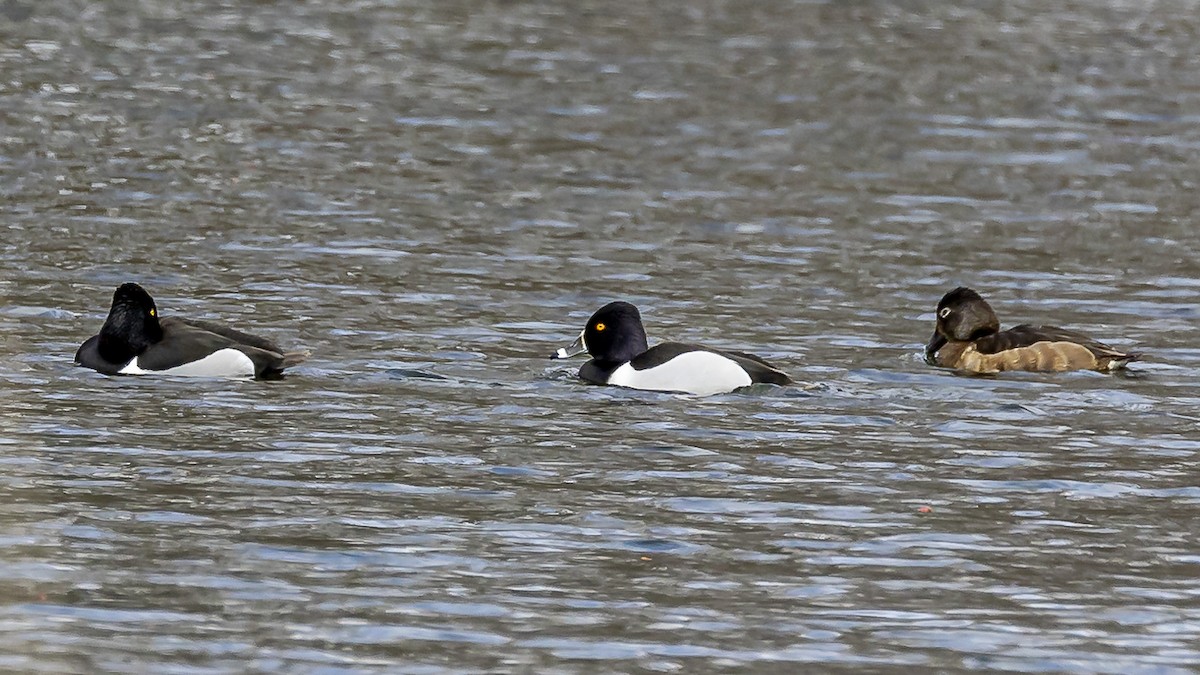 Ring-necked Duck - ML550990681