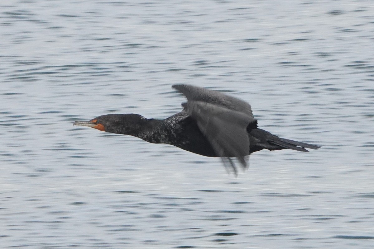 Double-crested Cormorant - ML550991211