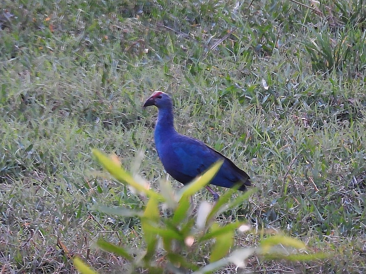 Gray-headed Swamphen - ML550992501