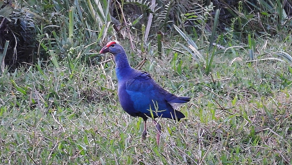 Gray-headed Swamphen - ML550992511