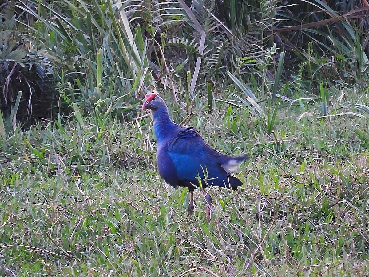 Gray-headed Swamphen - ML550992521