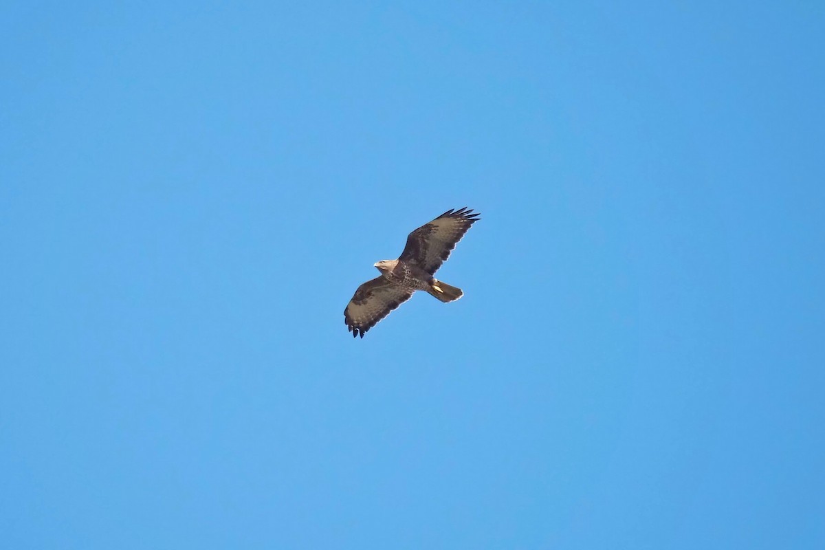 Common Buzzard (Western) - ML550992781