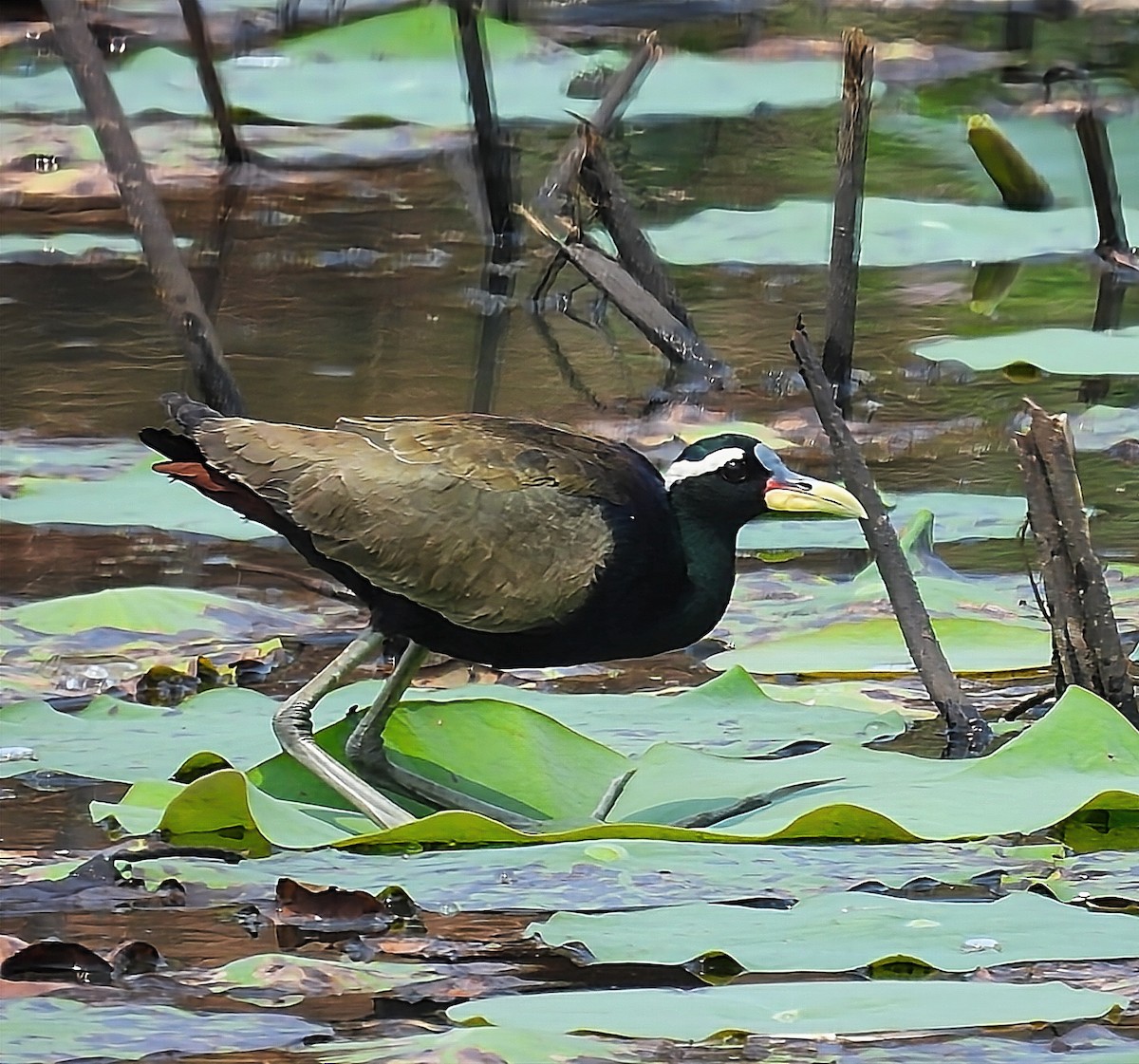 Bronze-winged Jacana - ML550992831