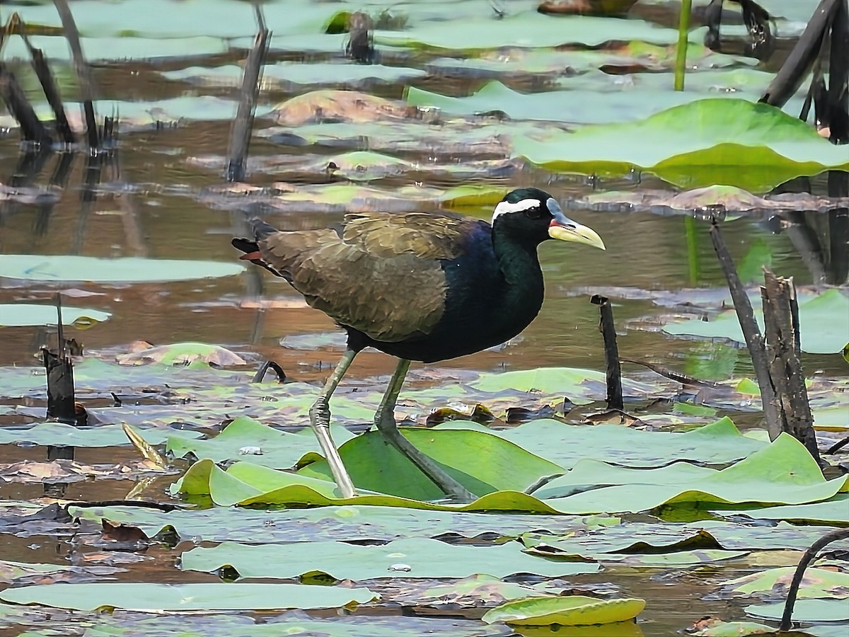 Bronze-winged Jacana - ML550992841
