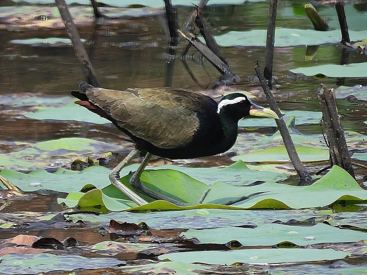 Bronze-winged Jacana - ML550992851