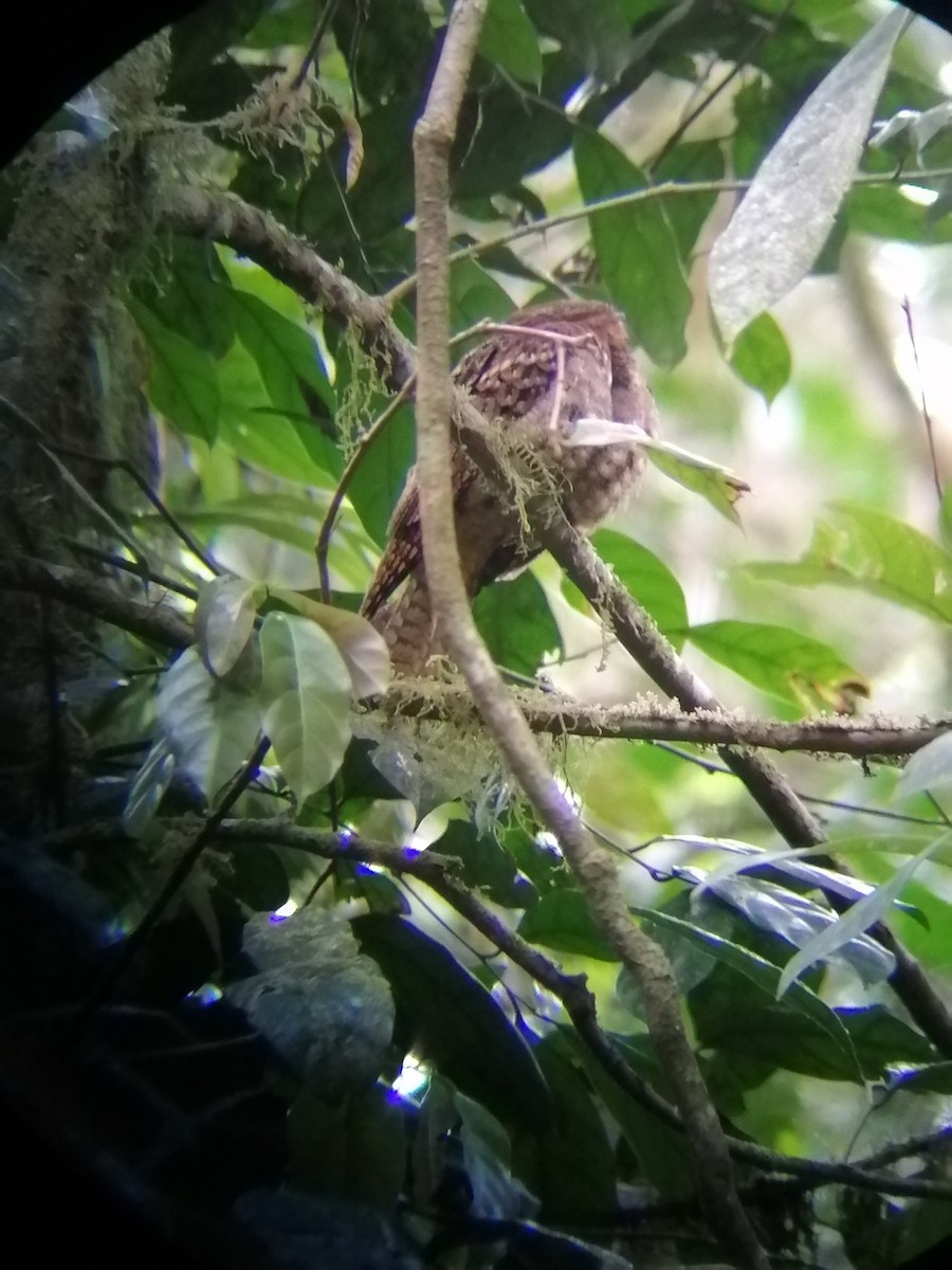 Chuck-will's-widow - ML550993011