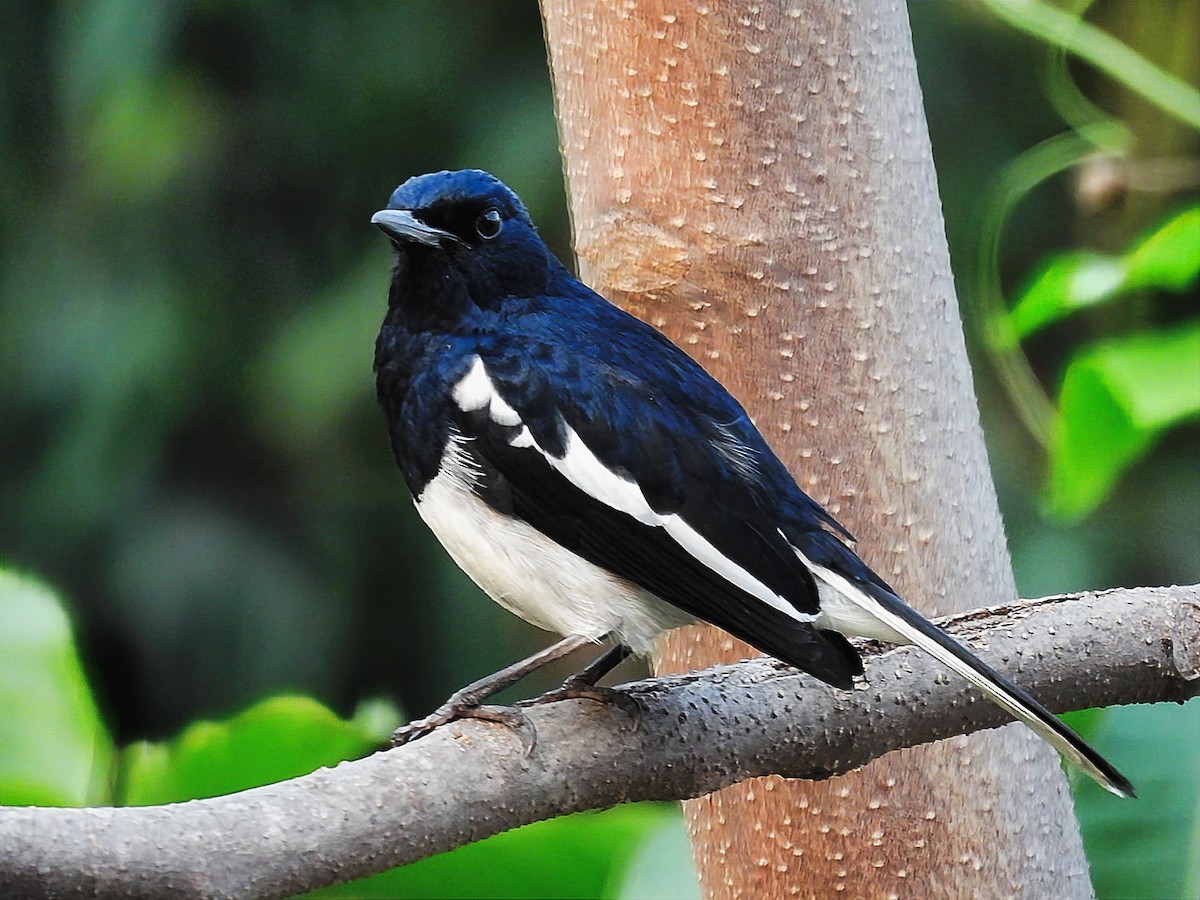 Oriental Magpie-Robin - ML550993191
