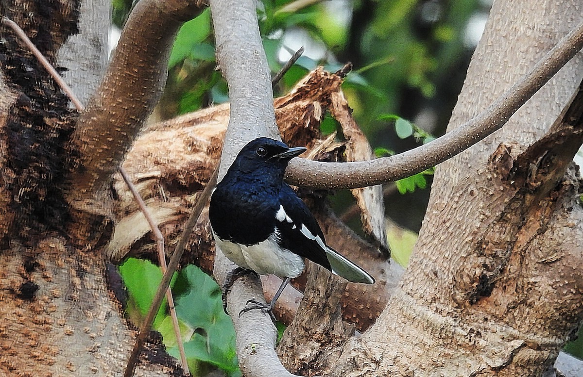 Oriental Magpie-Robin - ML550993201