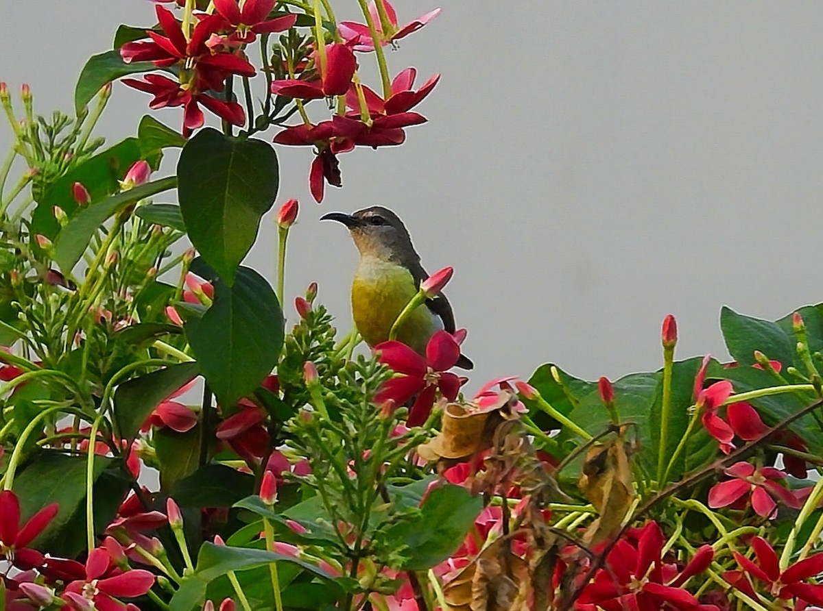 Purple Sunbird - ML550993311