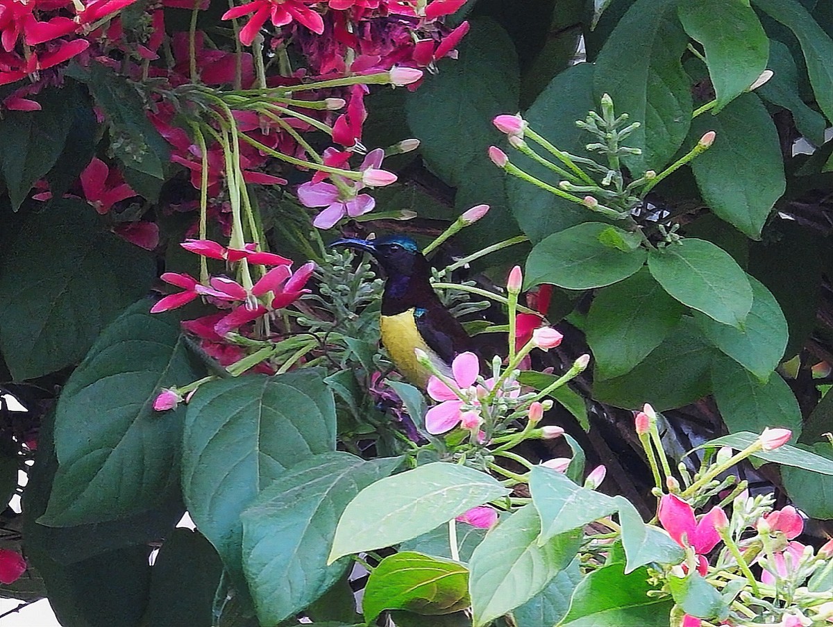 Purple Sunbird - ML550993321