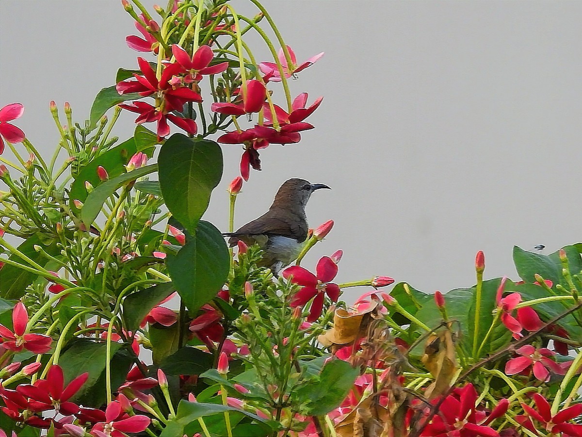 Purple Sunbird - ML550993331