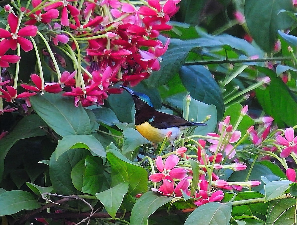 Purple Sunbird - ML550993341