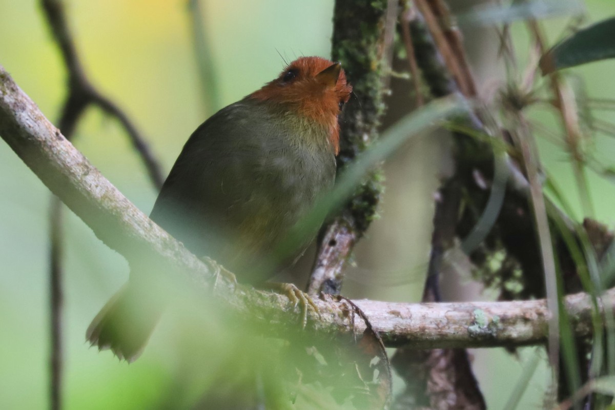 Rufous-headed Pygmy-Tyrant - ML550993401