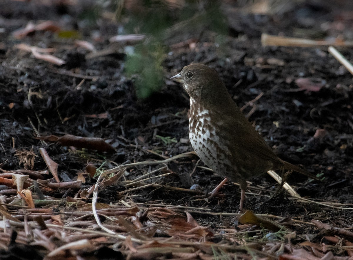 Fox Sparrow (Sooty) - ML550993521