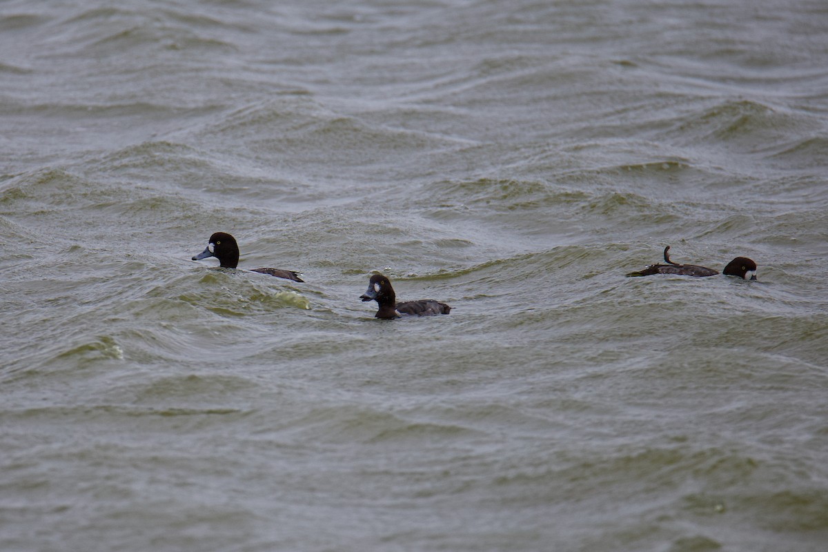 Greater Scaup - Yung-Kuan Lee